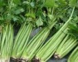 Benefits of eating celery
