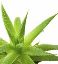 What is the BEST supplement of Aloe To Have the BEST results?