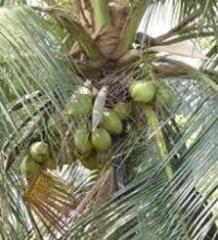 benefits-of-coconut