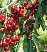 cherry-fruit