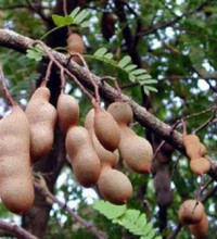 tamarind-fruit