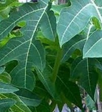 papaya leaves health