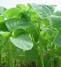 benefits of eating spinach